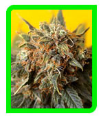california orange bud